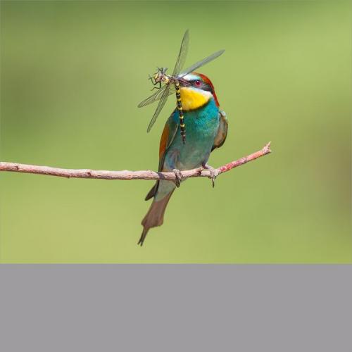002 BEE-EATER-WITH-DRAGONFLY