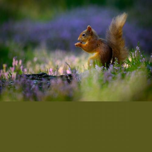 002 Cairngorms-Red-Squirrel