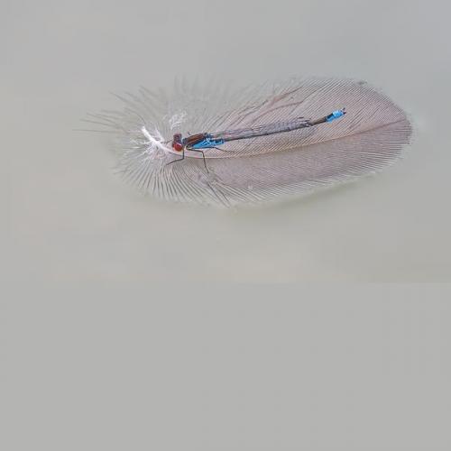 002 Damsel-Fly-On-A-Feather