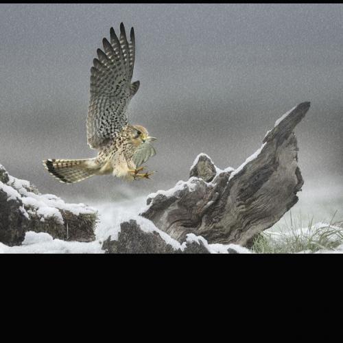 002 Female-Kestrel-Landing-in-the-Snow