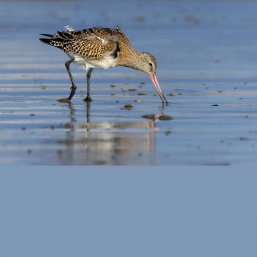 003 Bar-Tailed-Godwit-Probing-for-Food