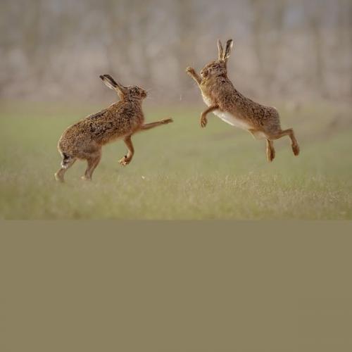 003 Hares-Boxing