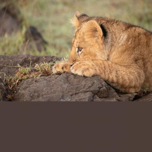 003 Lion-Cub