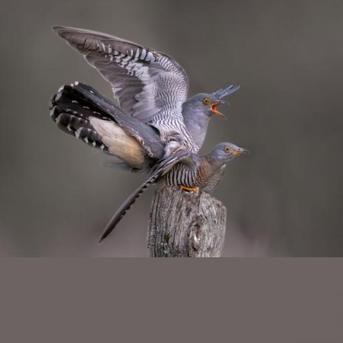 004 Cuckoos-Mating