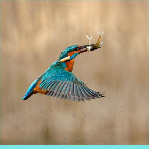 004 Kingfisher-Flight-with-Two-Fish