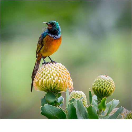 004 Orange-Breasted-Sunbird-In-Song