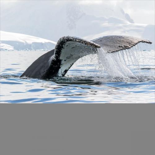 005 HUMPBACK-WHALE-DIVING