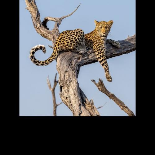 005 Leopard
