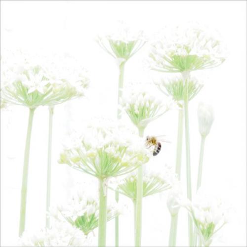 006 Bee-on-Garlic-Chives