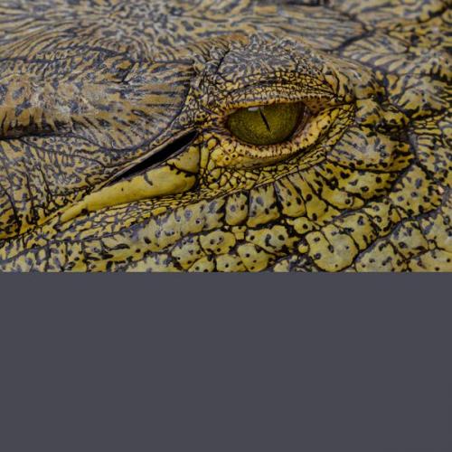 006 Eye-of-the-Crocodile