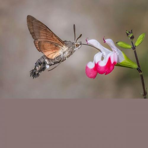 006 Hummingbird-Moth
